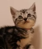 アメリカンショートヘア【兵庫県・男の子・2024年2月14日・シルバータビー】の写真5