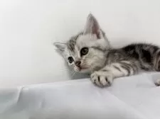 アメリカンショートヘア【兵庫県・女の子・2025年10月5日・シルバータビー】の写真10