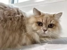 スコティッシュフォールド(立ち耳)【兵庫県・男の子・2025年3月25日・クリーム】の写真10