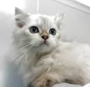 ブリティッシュロングヘア【兵庫県・男の子・2025年5月29日・シルバーポイント】の写真10