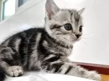 アメリカンショートヘア【兵庫県・女の子・2025年9月6日・シルバータビー】の写真10