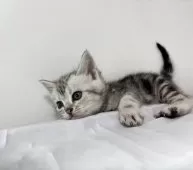 アメリカンショートヘア【兵庫県・女の子・2025年10月5日・シルバータビー】の写真11