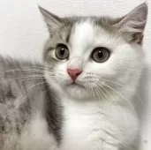 スコティッシュフォールド(立ち耳)【兵庫県・男の子・2025年6月21日・シルバータビー&ホワイト】の写真5