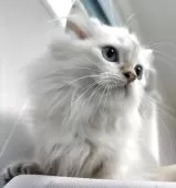 ブリティッシュロングヘア【兵庫県・男の子・2025年5月29日・シルバーポイント】の写真11