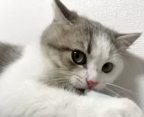 スコティッシュフォールド(立ち耳)【兵庫県・男の子・2025年6月21日・シルバータビー&ホワイト】の写真6