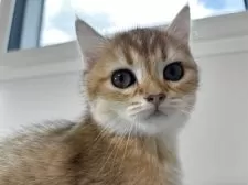 ブリティッシュショートヘア【兵庫県・女の子・2025年4月5日・ブラウンスポテッドゴールデン】の写真8