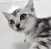 アメリカンショートヘア【兵庫県・女の子・2025年4月5日・シルバータビー】の写真2