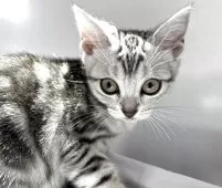 アメリカンショートヘア【兵庫県・女の子・2025年4月5日・シルバータビー】の写真10