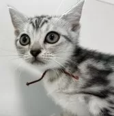 アメリカンショートヘア【兵庫県・女の子・2025年4月5日・シルバータビー】の写真4