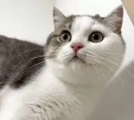 スコティッシュフォールド(立ち耳)【兵庫県・男の子・2025年6月21日・シルバータビー&ホワイト】の写真13