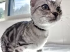 アメリカンショートヘア【兵庫県・女の子・2025年4月5日・シルバータビー】の写真13