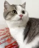 スコティッシュフォールド(立ち耳)【兵庫県・男の子・2025年6月21日・シルバータビー&ホワイト】の写真14