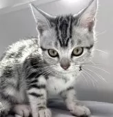 アメリカンショートヘア【兵庫県・女の子・2025年4月5日・シルバータビー】の写真14