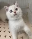 ブリティッシュショートヘア【兵庫県・男の子・2024年11月28日・シルバーポイント(変わるかも知れません)】の写真15