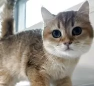 ブリティッシュショートヘア【兵庫県・女の子・2025年4月5日・ブラウンスポテッドゴールデン】の写真14