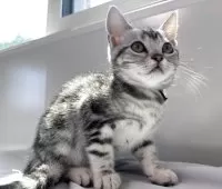 アメリカンショートヘア【兵庫県・女の子・2025年4月5日・シルバータビー】の写真15