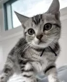 アメリカンショートヘア【兵庫県・女の子・2025年4月5日・シルバータビー】の写真3