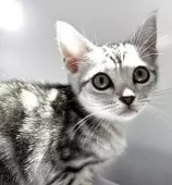 アメリカンショートヘア【兵庫県・女の子・2025年4月5日・シルバータビー】の写真12