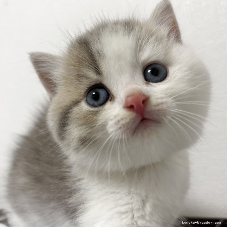 ブリーダー画像