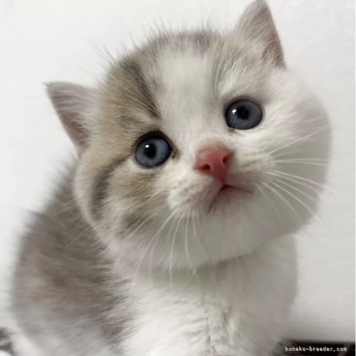 スコティッシュフォールド(立ち耳)【兵庫県・男の子・2025年6月21日・シルバータビー&amp;ホワイト】の写真1