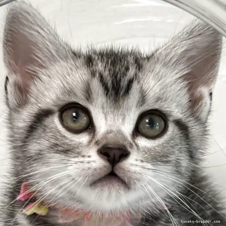 ID：2504-02639の子猫