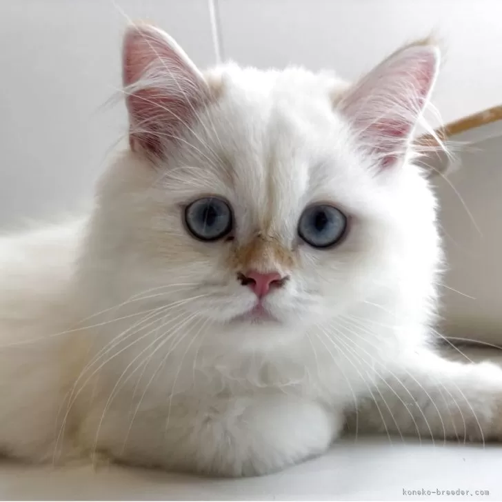 ID:2504-02289の子猫