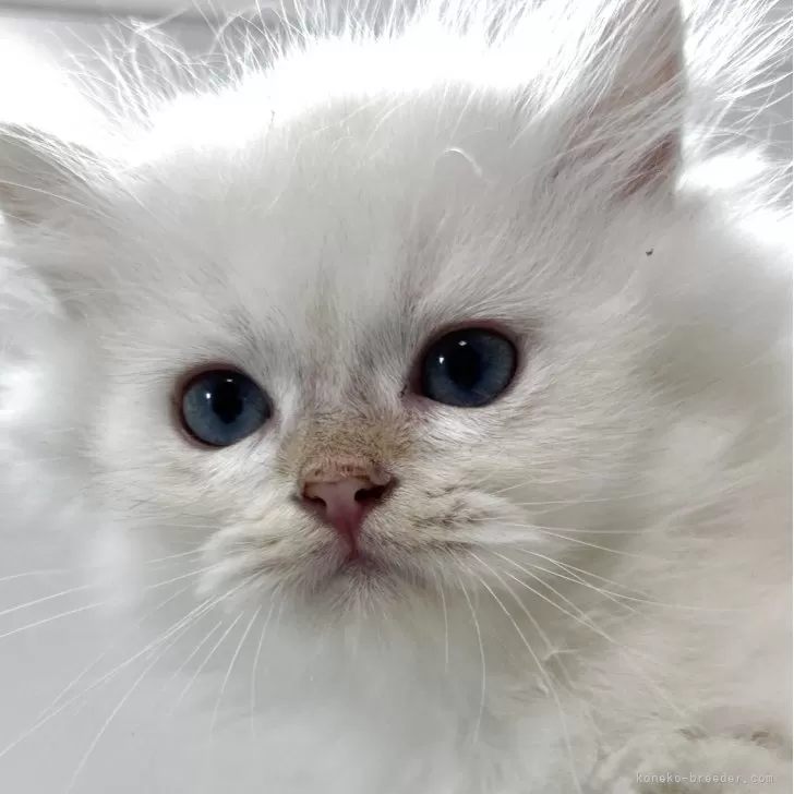 ID:2505-03975の子猫