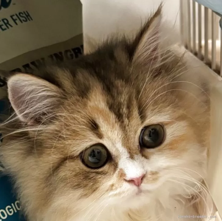 スコティッシュフォールド(立ち耳)【兵庫県・女の子・2025年7月7日・キャリコ】の写真1「甘えん坊さんです」