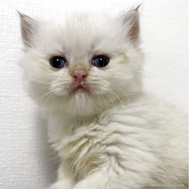 ブリティッシュショートヘア【兵庫県・女の子・2025年9月24日・シルバーポイント(変わるかも知れません)】の写真1