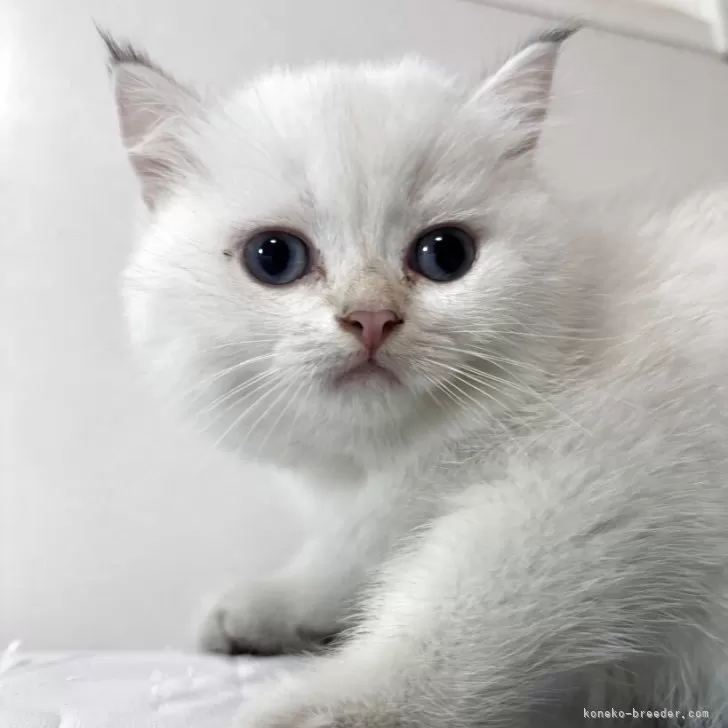 ブリティッシュショートヘア【兵庫県・女の子・2025年7月2日・シルバーポイント】の写真1