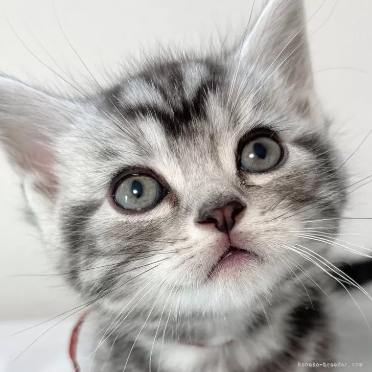 ID:2504-02288の子猫