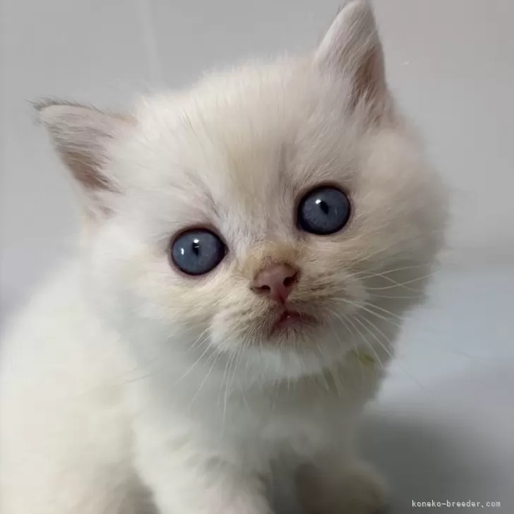ID：2501-00793の子猫