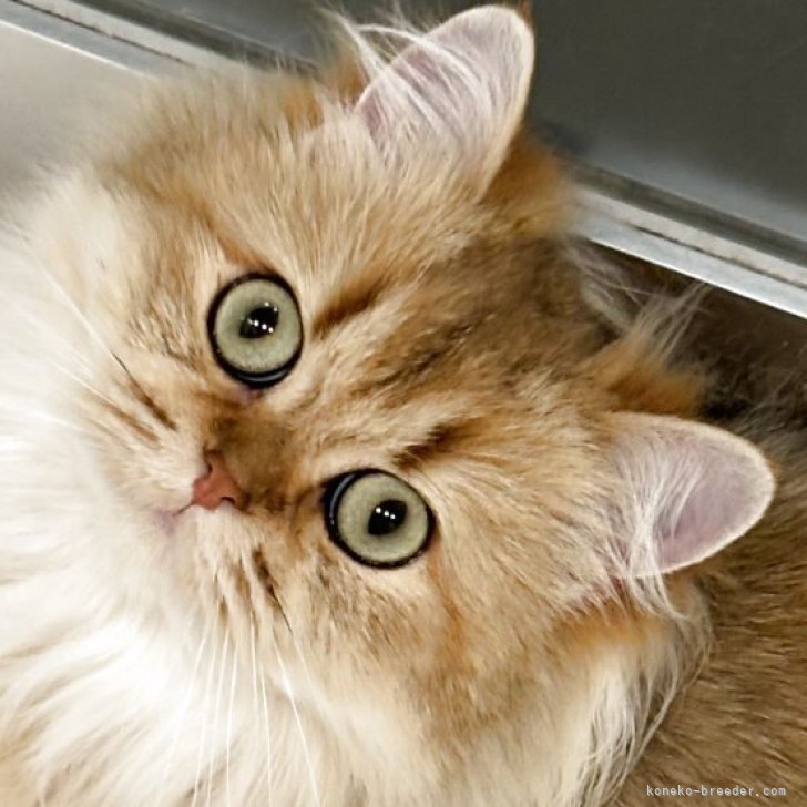 ブリーダー画像