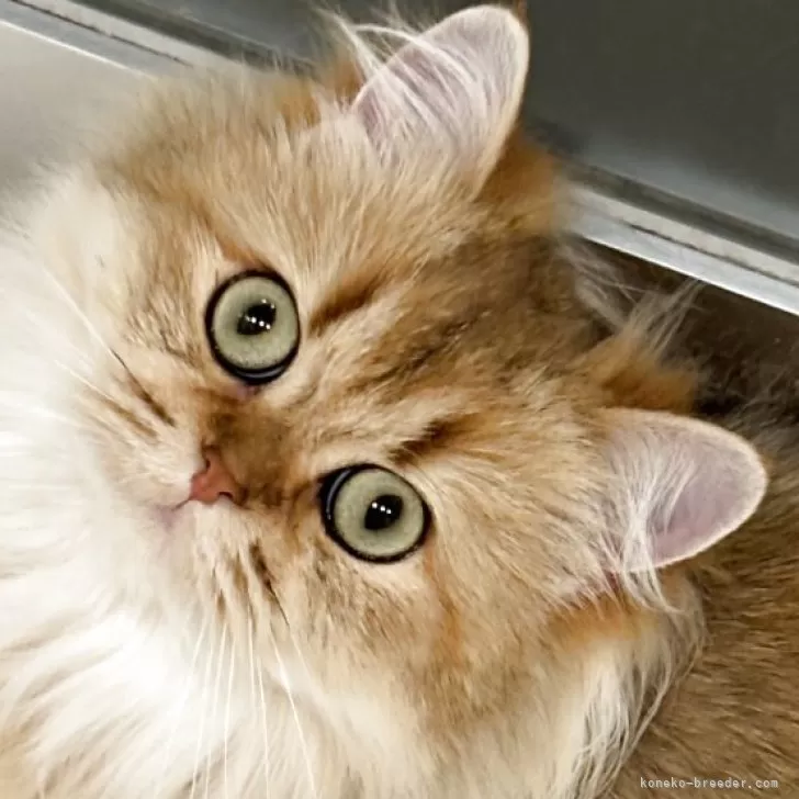 スコティッシュフォールド(立ち耳)【兵庫県・女の子・2024年6月25日・ゴールデンタビー】の写真1「幼い顔の女の子」