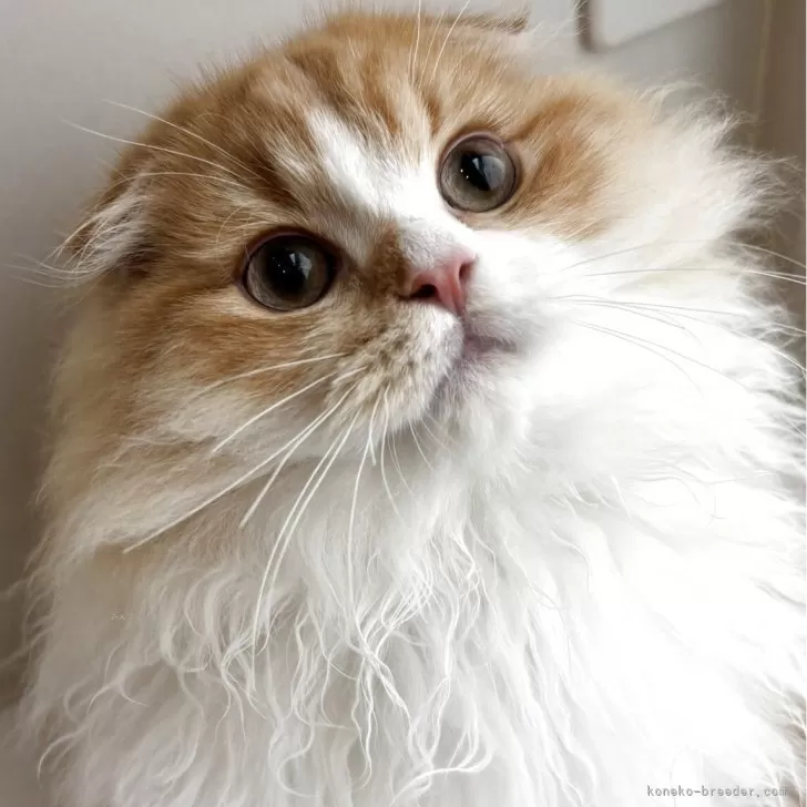 ID:2509-00915の子猫