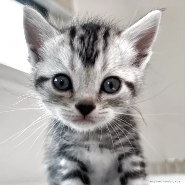 アメリカンショートヘア【兵庫県・女の子・2025年10月7日・シルバータビー】の写真1