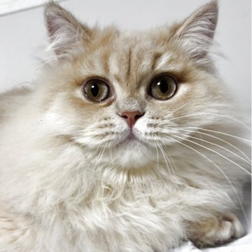 スコティッシュフォールド(立ち耳)【兵庫県・男の子・2025年3月25日・クリーム】の写真「とても人懐っこい子！
優しい性格です。」