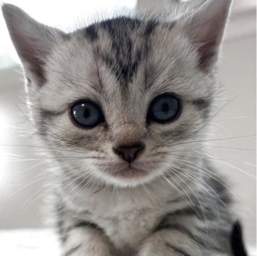 アメリカンショートヘア【兵庫県・男の子・2025年10月7日・シルバータビー】の写真「とても可愛いお顔の男の子！」