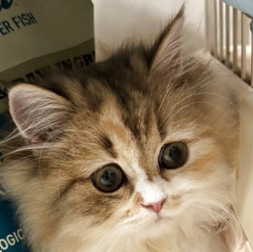 スコティッシュフォールド(立ち耳)【兵庫県・女の子・2025年7月7日・キャリコ】の写真「人懐っこい女の子
上品なお顔です」