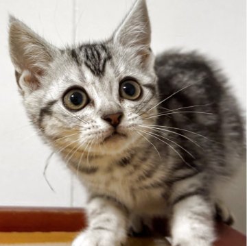 アメリカンショートヘア【兵庫県・女の子・2025年10月7日・シルバータビー】の写真「パッチリお目目の女の子！とても可愛いです！」