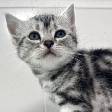 アメリカンショートヘア【兵庫県・女の子・2025年10月5日・シルバータビー】の写真「可愛いお顔の女の子」