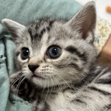アメリカンショートヘア【兵庫県・男の子・2025年3月15日・シルバータビー】の写真「まだ幼く、よちよちしています。」
