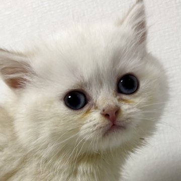 ブリティッシュショートヘア【兵庫県・女の子・2025年9月24日・シルバーポイント(変わるかも知れません)】の写真「とても人懐っこい良い子です。」