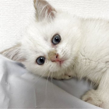 ブリティッシュショートヘア【兵庫県・男の子・2025年9月24日・シルバーポイント(変わるかも知れません)】の写真「とても人懐っこい良い子です。」