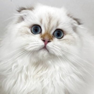 スコティッシュフォールド(折れ耳)【兵庫県・女の子・2025年7月7日・ゴールデンポイント】の写真「瞳が大きい女の子。
ぬいぐるみみたいです」