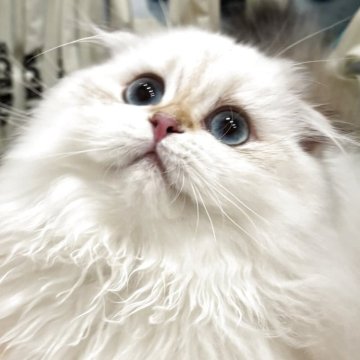 スコティッシュフォールド(折れ耳)【兵庫県・女の子・2025年7月7日・ゴールデンポイント】の写真「瞳が大きい女の子。
ぬいぐるみみたいです！」