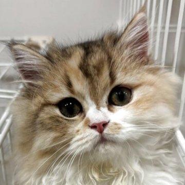 スコティッシュフォールド(立ち耳)【兵庫県・女の子・2025年7月7日・キャリコ】の写真「人懐っこい女の子
上品なお顔です」