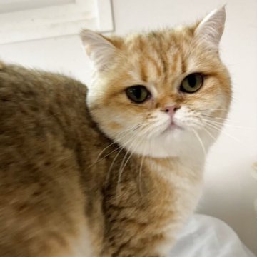 ブリティッシュショートヘア【兵庫県・女の子・2025年2月27日・ブラウンスポテッドゴールデン】の写真「パッチリおめめが特徴の女の子。」