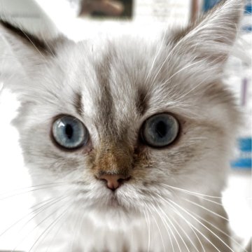 ブリティッシュロングヘア【兵庫県・女の子・2025年5月29日・シルバーポイント】の写真「大人しめな性格で、とても人懐っこい子です！」