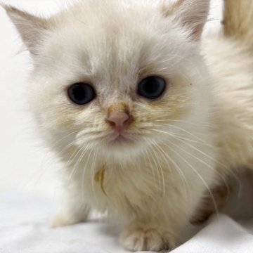 ブリティッシュショートヘア【兵庫県・男の子・2025年9月24日・シルバーポイント(変わるかも知れません)】の写真「とても人懐っこい良い子です。」